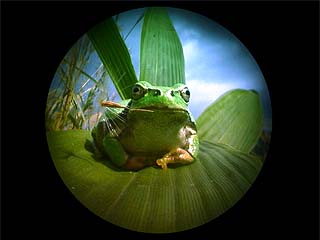 内視鏡で見たアマガエル