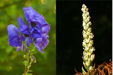 トリカブトとツメレンゲ