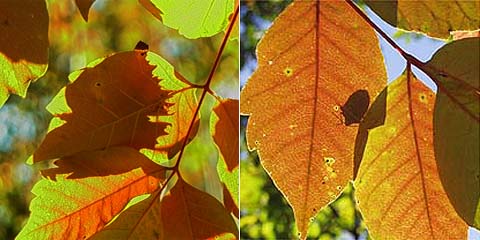 シルエットクイズ！私はだれ？