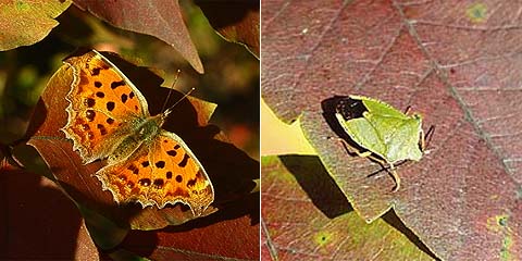 シルエットクイズ答え