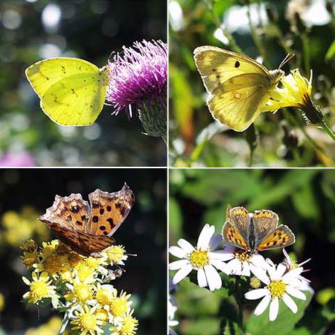 野草に来るチョウ