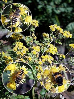 キクタニギクに集まるハナアブの仲間