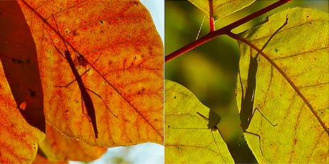 シルエットクイズ２