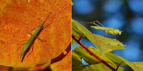 シルエットクイズ２　答え