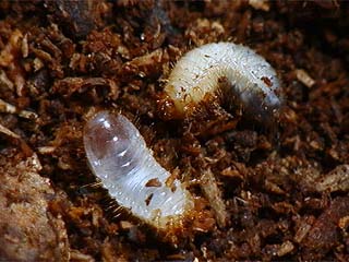 アオカナブンの幼虫