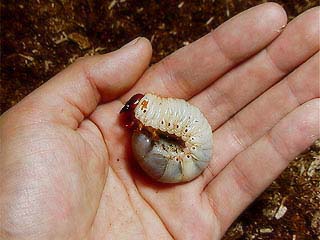 カブトムシの幼虫