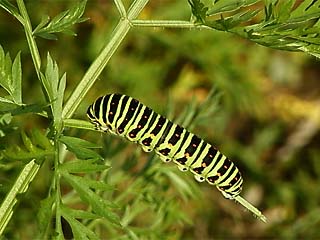 キアゲハの幼虫
