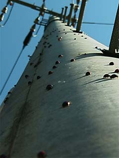 電柱に集まるテントウムシ