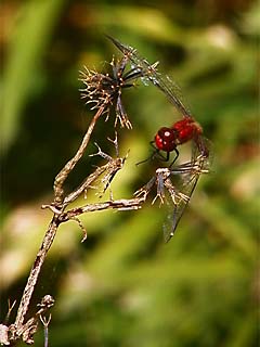 ナツアカネの悲劇