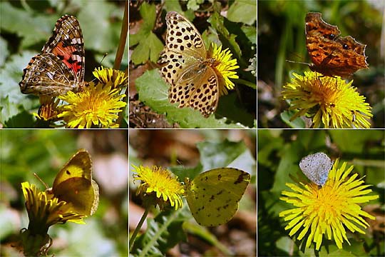 タンポポに集まるチョウ