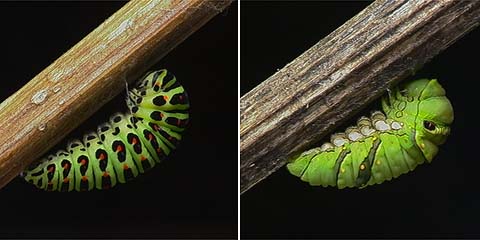 アゲハとキアゲハの前蛹