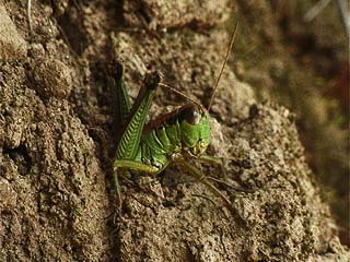 フキバッタの産卵