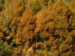カラマツの紅葉
