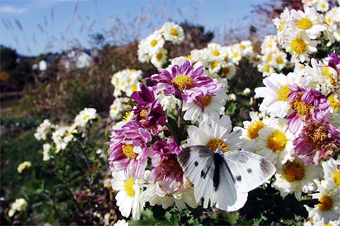 メスのモンシロチョウ