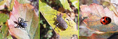 今日のシルエットクイズ