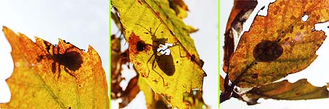 今日のシルエットクイズ答え