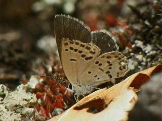 クロツバメシジミ