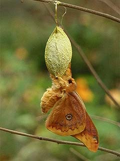 ウスタビガの羽化