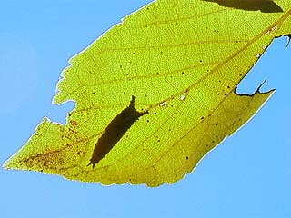 今日のシルエットクイズ