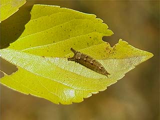 シルエットクイズ答え