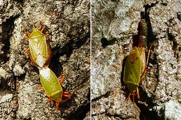 クヌギカメムシ