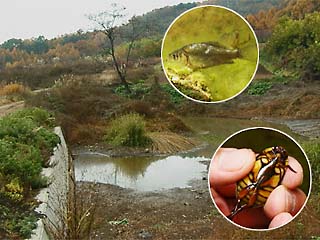 ため池のゲンゴロウ