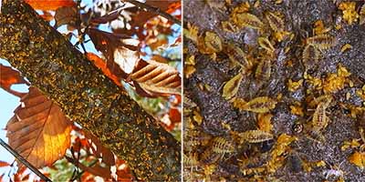 アブラムシの産卵