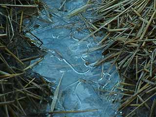 日かげの氷