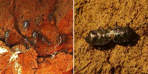 カメムシの越冬