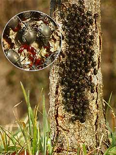 クリオオアブラムシの産卵