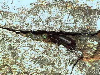 クヌギカメムシの卵を食べるゴミムシ