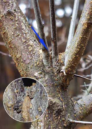 オオミスジの幼虫
