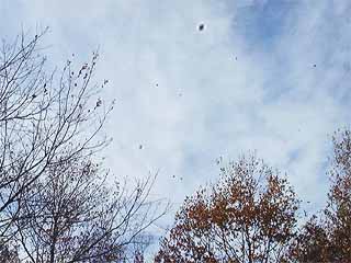 風に飛ぶ落ち葉