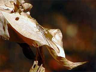 オツネントンボ