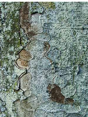 （問題）キノカワガはどこに？