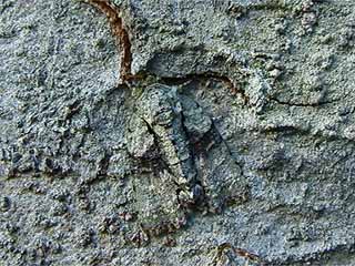 （答）キノカワガはここ