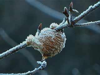 霜に覆われたオオカマキリの卵