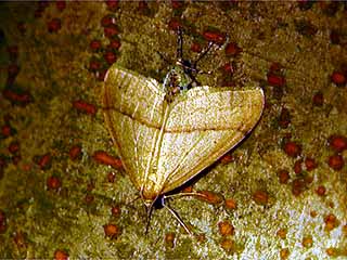 フユシャクの交尾