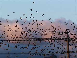 ムクドリの集団