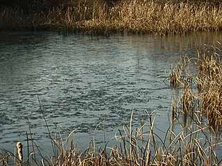 池の氷