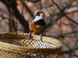 餌台のヤマガラ