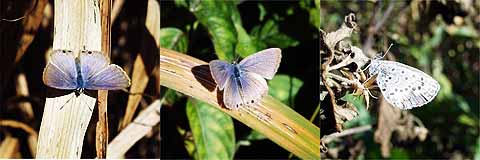 冬のウラナミシジミ