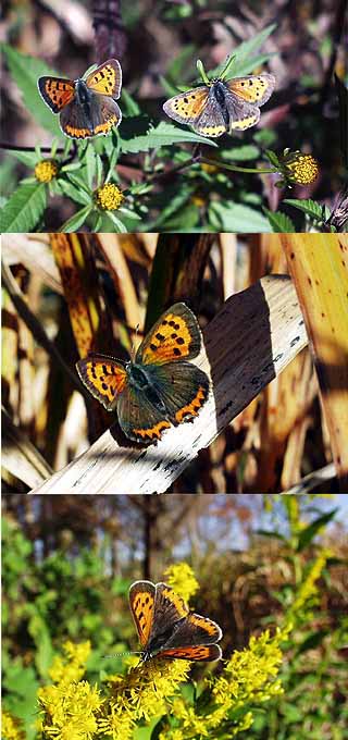 東京のベニシジミ