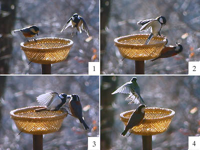 ヤマガラとシジュウカラ