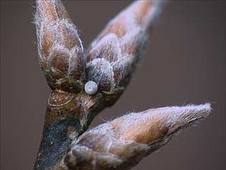 クロミドリシジミの卵