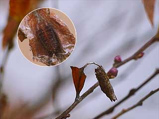 ホシミスジの幼虫