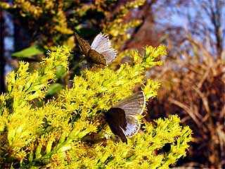 東京のヤマトシジミ