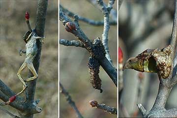 モズのはやにえ