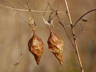 オオトリノフンダマシの卵