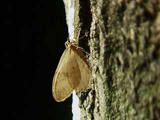 ウスバフユシャク